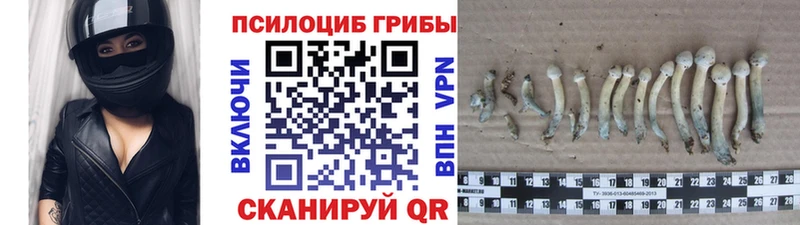 сайты даркнета наркотические препараты  мега онион  Суздаль  Псилоцибиновые грибы MAGIC MUSHROOMS 